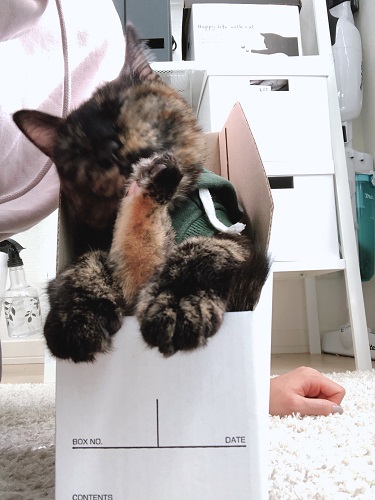 f:id:choco116choco:20201111075658j:plain f:id:choco116choco:20201111075658j:plain