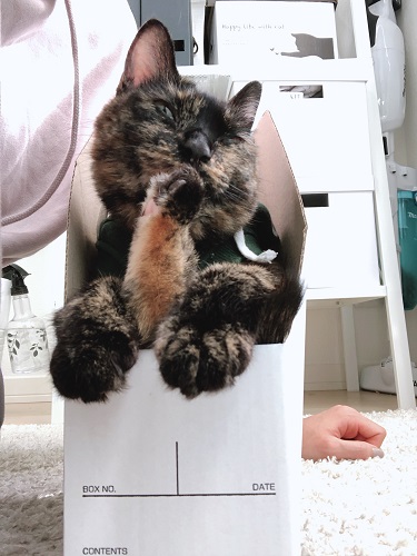 f:id:choco116choco:20201111075745j:plain f:id:choco116choco:20201111075745j:plain