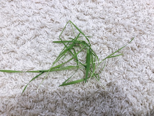 f:id:choco116choco:20201111080222j:plain f:id:choco116choco:20201111080222j:plain