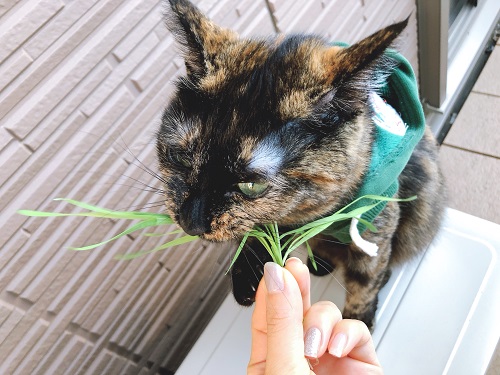 f:id:choco116choco:20201111080605j:plain f:id:choco116choco:20201111080605j:plain