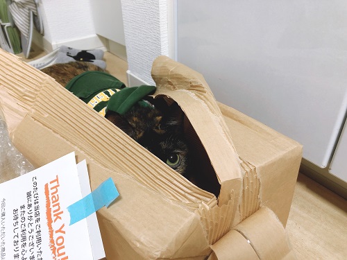 f:id:choco116choco:20201111080747j:plain f:id:choco116choco:20201111080747j:plain