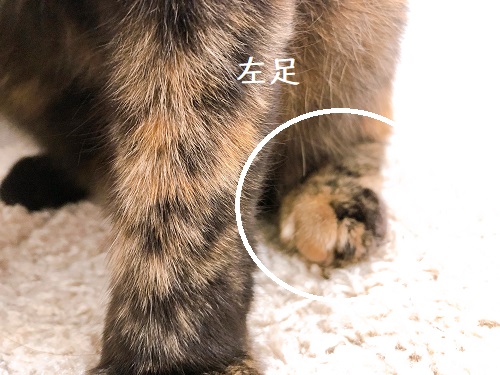 f:id:choco116choco:20201113080224j:plain