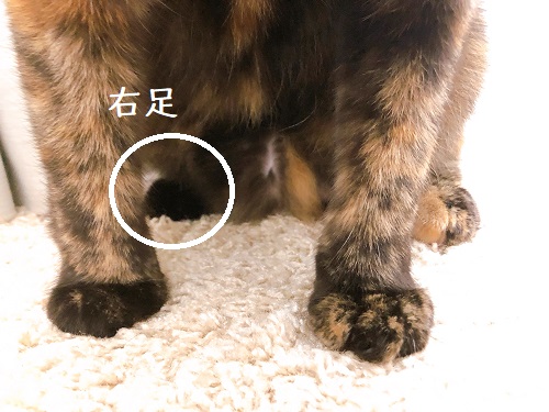 f:id:choco116choco:20201113080525j:plain