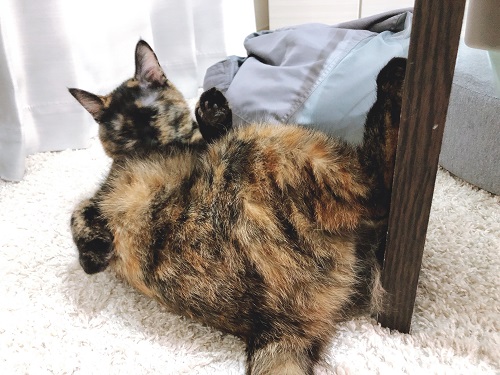 f:id:choco116choco:20201113080719j:plain