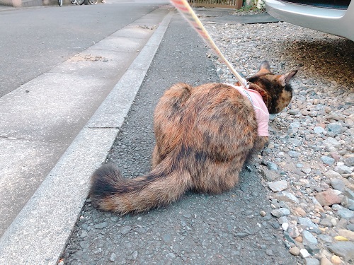 f:id:choco116choco:20201116073816j:plain f:id:choco116choco:20201116073816j:plain