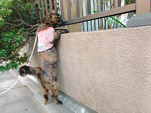 f:id:choco116choco:20201116074155j:plain f:id:choco116choco:20201116074155j:plain