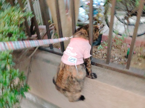 f:id:choco116choco:20201116074235j:plain f:id:choco116choco:20201116074235j:plain