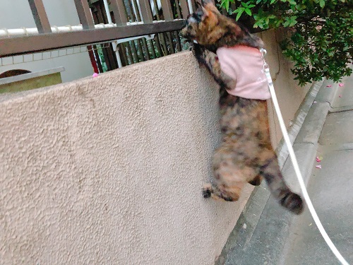 f:id:choco116choco:20201116074350j:plain f:id:choco116choco:20201116074350j:plain