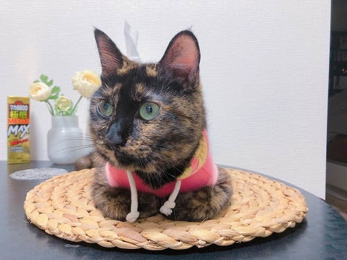 f:id:choco116choco:20201118074851j:plain