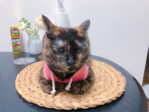 f:id:choco116choco:20201118075057j:plain