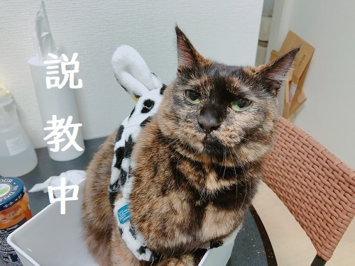 f:id:choco116choco:20201127093837j:plain