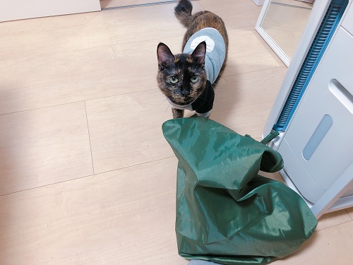 f:id:choco116choco:20201130074737j:plain