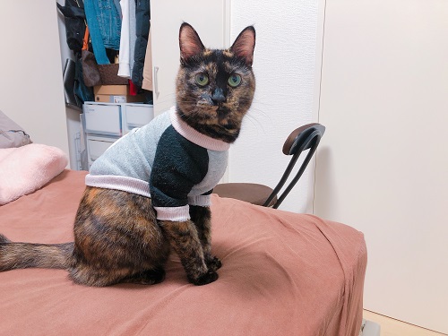 f:id:choco116choco:20201130074853j:plain