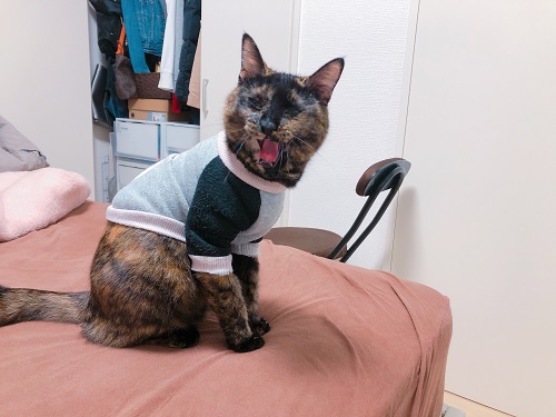 f:id:choco116choco:20201130074932j:plain