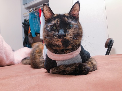 f:id:choco116choco:20201130075044j:plain