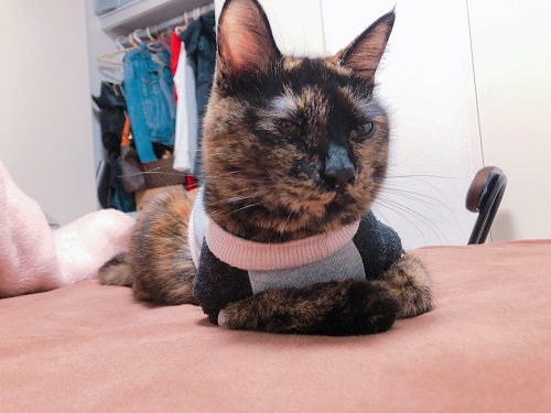 f:id:choco116choco:20201130075129j:plain