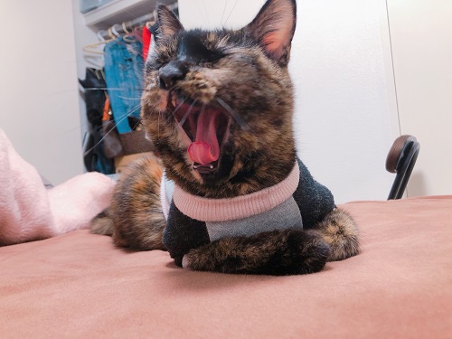 f:id:choco116choco:20201130075158j:plain