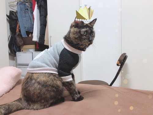 f:id:choco116choco:20201130075332j:plain