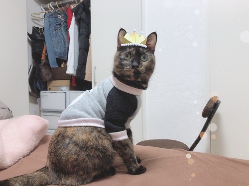 f:id:choco116choco:20201130075347j:plain