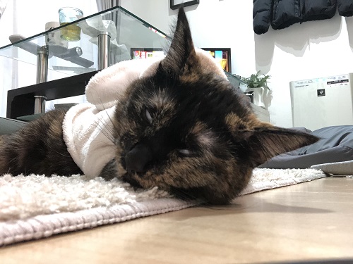 f:id:choco116choco:20201130075841j:plain