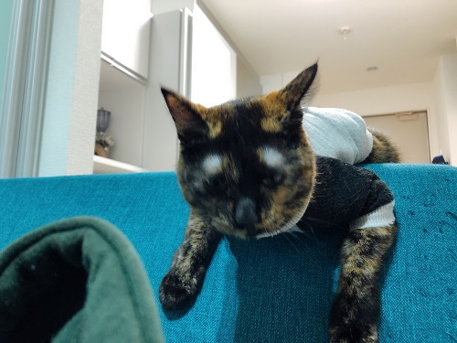 f:id:choco116choco:20201202075552j:plain