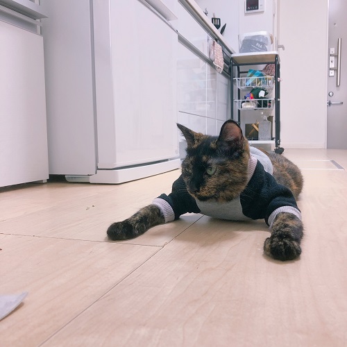 f:id:choco116choco:20201202075659j:plain