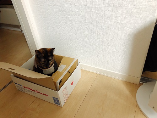 f:id:choco116choco:20201202080315j:plain