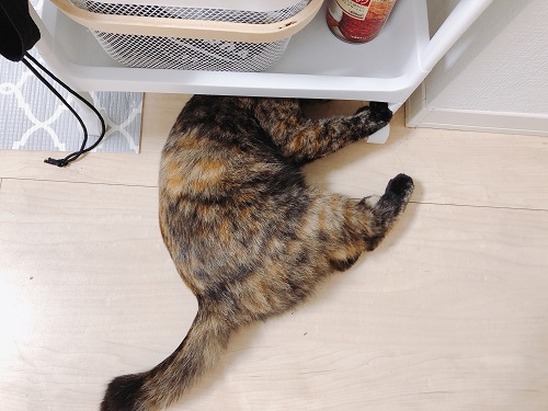 f:id:choco116choco:20201207080018j:plain
