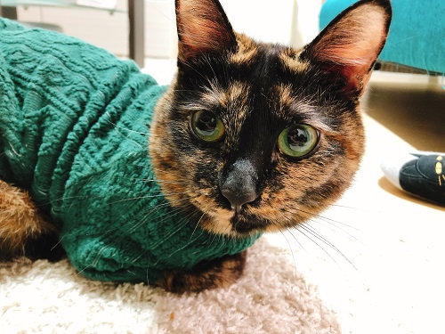 f:id:choco116choco:20201207080306j:plain