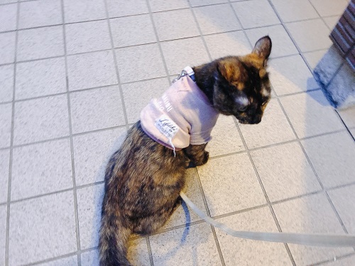 f:id:choco116choco:20201214074810j:plain
