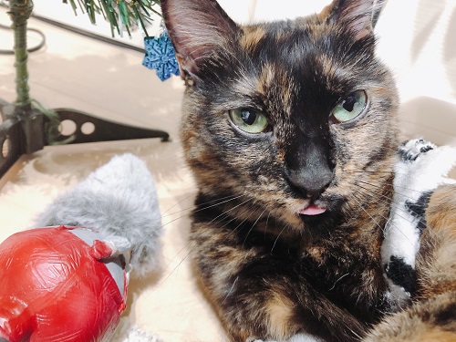 f:id:choco116choco:20201216075545j:plain