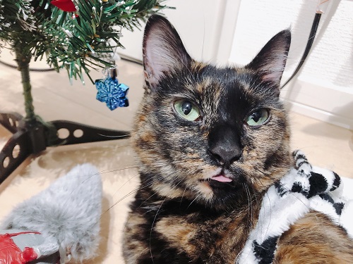 f:id:choco116choco:20201216080150j:plain