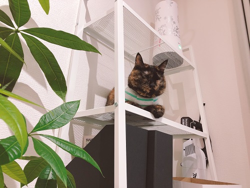 f:id:choco116choco:20201218080104j:plain