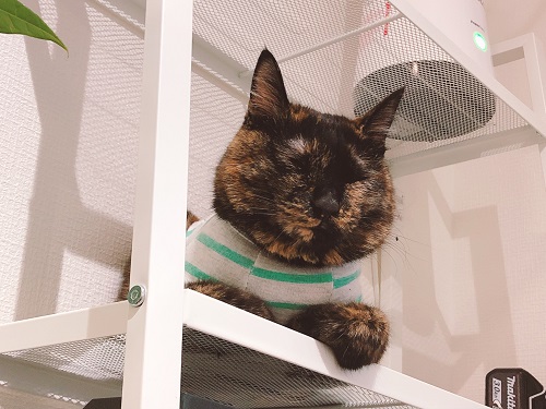 f:id:choco116choco:20201218080250j:plain