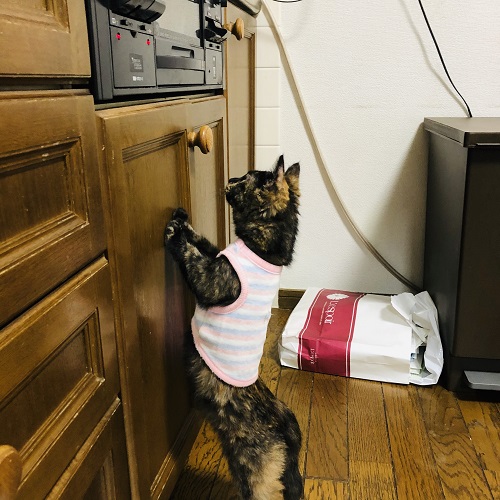 f:id:choco116choco:20201221074516j:plain