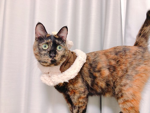 f:id:choco116choco:20201230082707j:plain