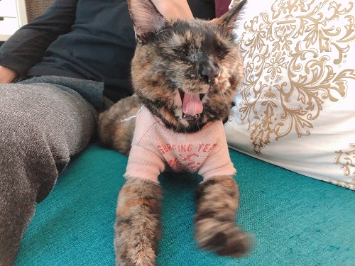 f:id:choco116choco:20210111070210j:plain