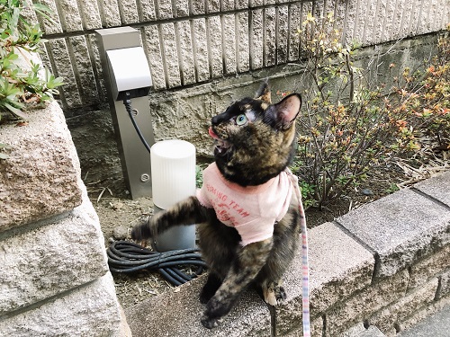 f:id:choco116choco:20210111071255j:plain