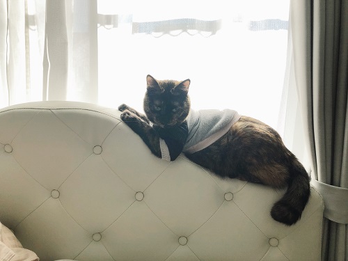 f:id:choco116choco:20210115073111j:plain