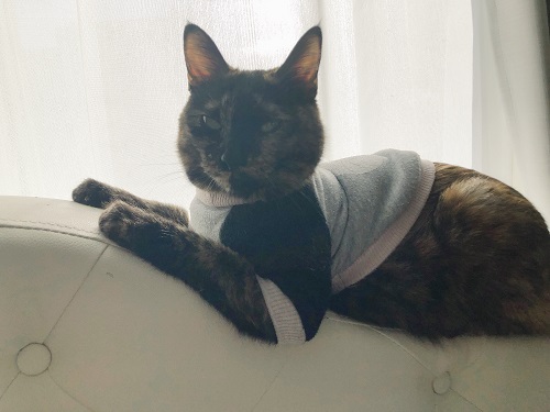 f:id:choco116choco:20210115073204j:plain