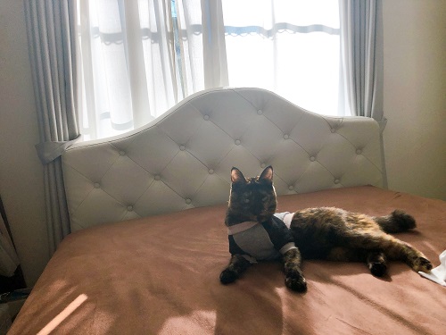 f:id:choco116choco:20210115074122j:plain