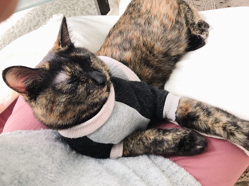 f:id:choco116choco:20210115074652j:plain