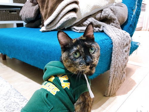 f:id:choco116choco:20210115075635j:plain