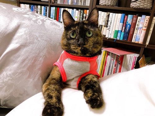 f:id:choco116choco:20210120075046j:plain