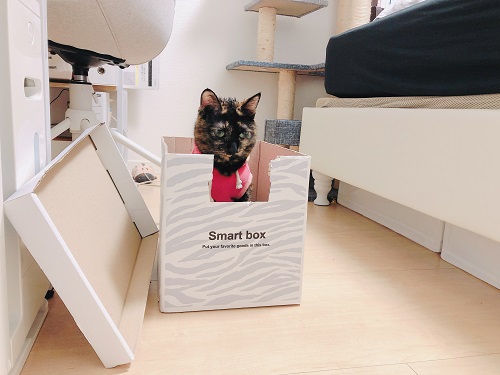 f:id:choco116choco:20210122073804j:plain