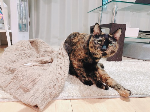 f:id:choco116choco:20210122073819j:plain