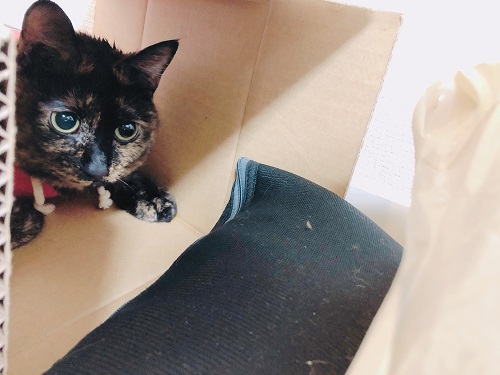 f:id:choco116choco:20210122074711j:plain