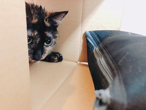 f:id:choco116choco:20210122074935j:plain