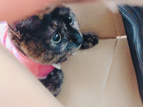 f:id:choco116choco:20210122075054j:plain