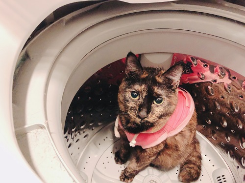 f:id:choco116choco:20210122075322j:plain